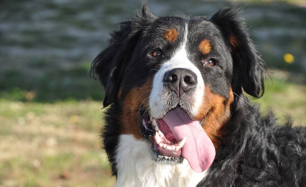 Comment savoir si mon Bouvier Bernois est pure race ?