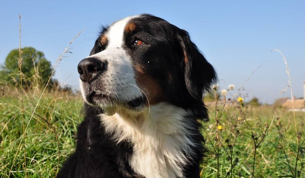Pourquoi le Bouvier Bernois ne vit pas longtemps ?